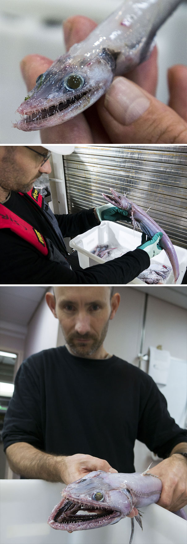 Man holding a rare deep-sea fish with sharp teeth, showcasing unusual wildlife found in Australia’s land of nope.