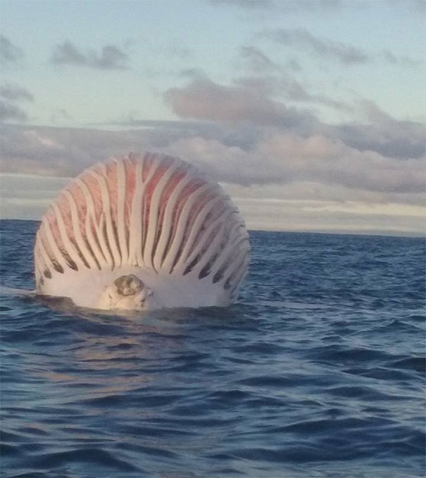 Unusual sea creature in Australia, resembling a large ball with ridges, emerging from the ocean.
