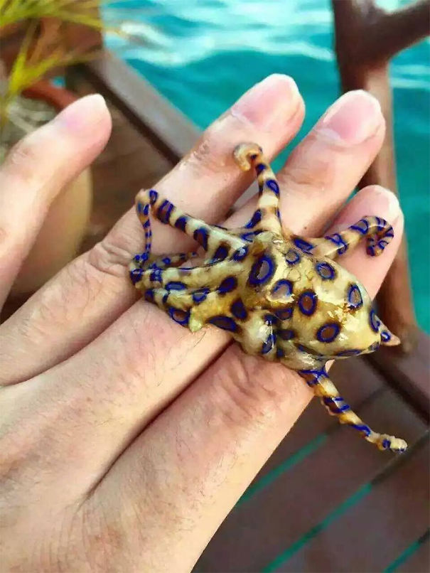 A blue-ringed octopus resting on a person's hand, showcasing Australia's wildlife.