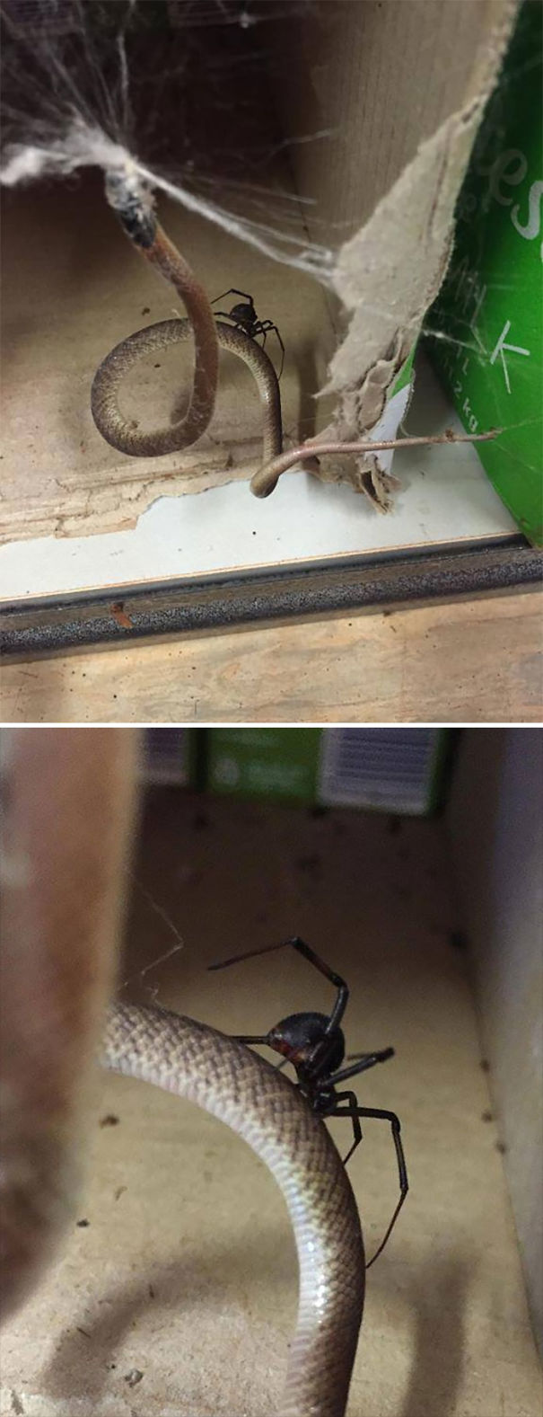 Deadly spider attacking a small snake inside a cardboard box, showcasing dangerous wildlife in Australia.