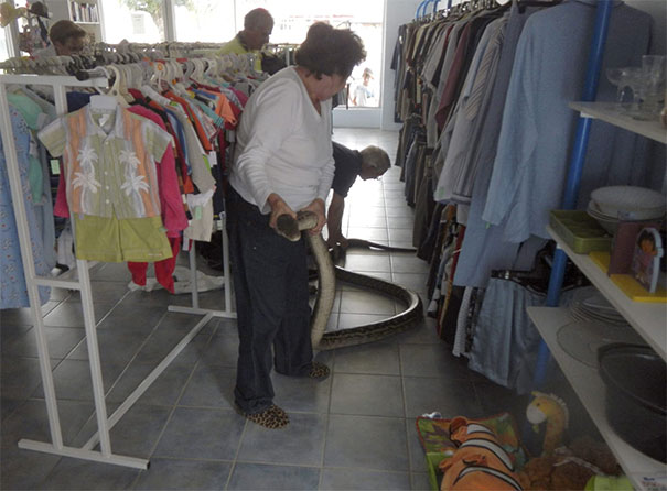 A large snake inside an Australian store, handled by two people among clothing racks.