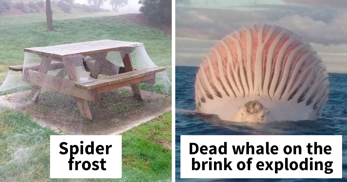 Spider frost covering an outdoor picnic table and a whale carcass floating in the ocean, showcasing Australiau2019s eerie and unusual scenes.