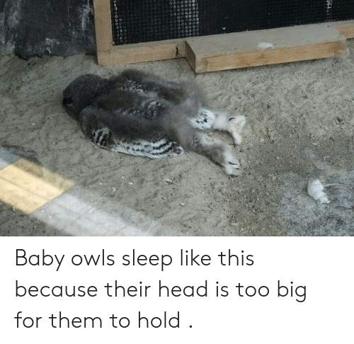 babyowl-5d2777f3e3a8b.png