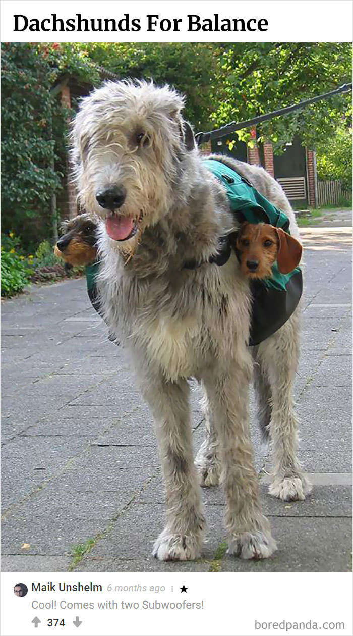 Best-Bored-Panda-Users-Comments