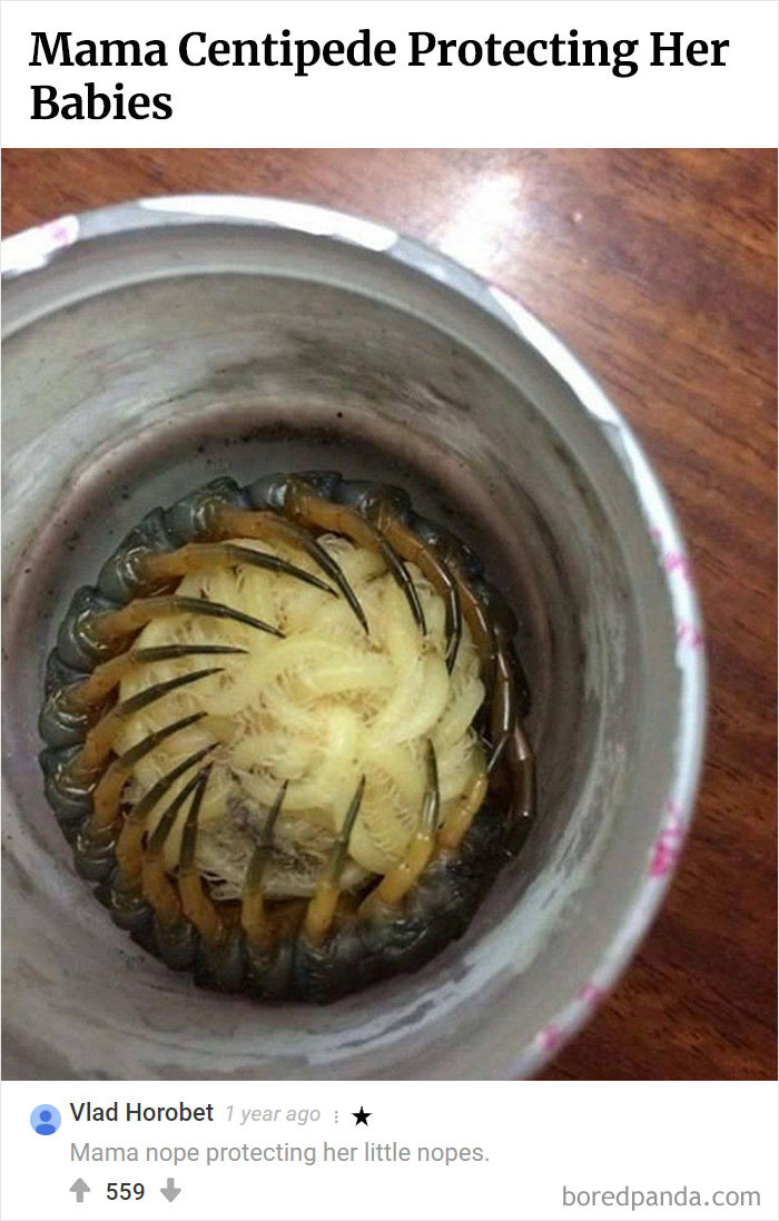 Best-Bored-Panda-Users-Comments