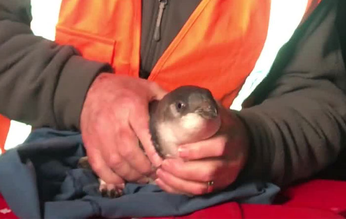 Police Remove Rogue Penguins From A Sushi Shop, Have To Return After They Come Back Police Remove Rogue Penguins From A Sushi Shop, Have To Return After They Come Back