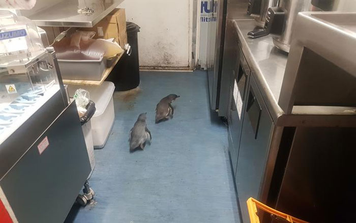 Police Remove Rogue Penguins From A Sushi Shop, Have To Return After They Come Back