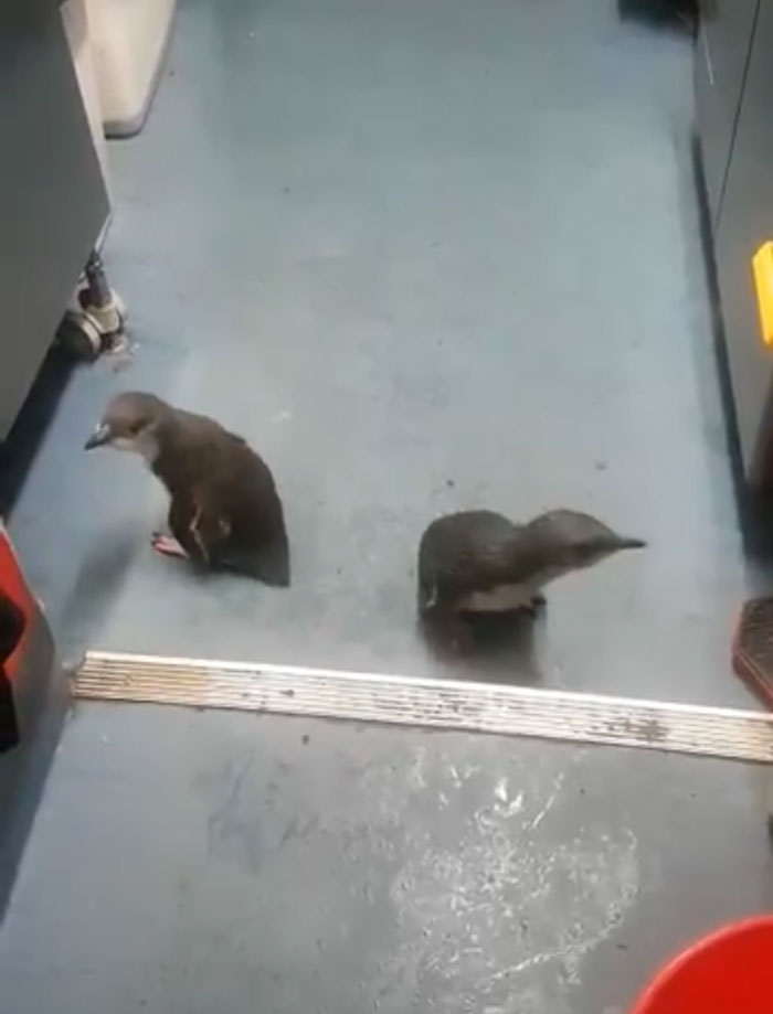 Police Remove Rogue Penguins From A Sushi Shop, Have To Return After They Come Back Police Remove Rogue Penguins From A Sushi Shop, Have To Return After They Come Back