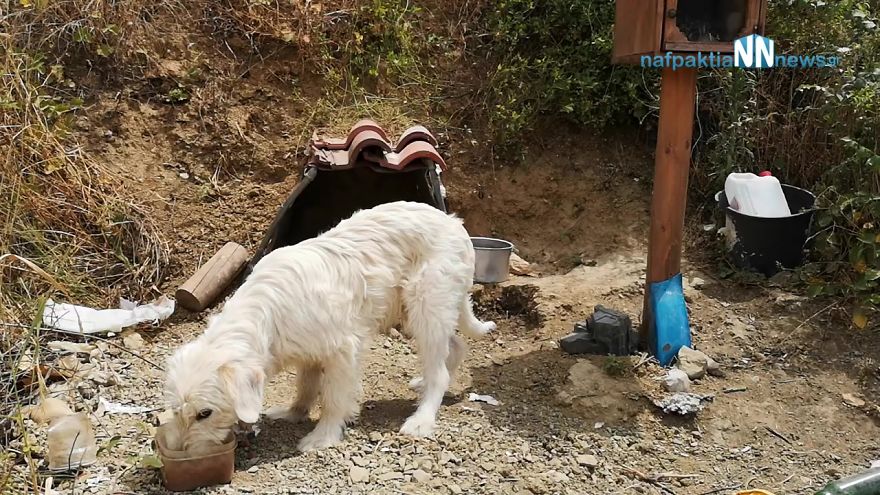 Loyal Dog Refuses To Leave His Owner’s Car Crash Site For 18 Months So Locals Built Him A Home Loyal Dog Refuses To Leave His Owner’s Car Crash Site For 18 Months So Locals Built Him A Home