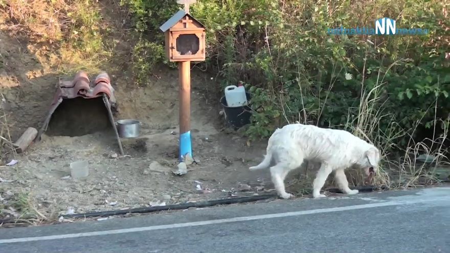Loyal Dog Refuses To Leave His Owner’s Car Crash Site For 18 Months So Locals Built Him A Home Loyal Dog Refuses To Leave His Owner’s Car Crash Site For 18 Months So Locals Built Him A Home