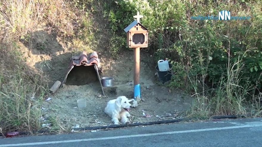 Loyal Dog Refuses To Leave His Owner’s Car Crash Site For 18 Months So Locals Built Him A Home Loyal Dog Refuses To Leave His Owner’s Car Crash Site For 18 Months So Locals Built Him A Home