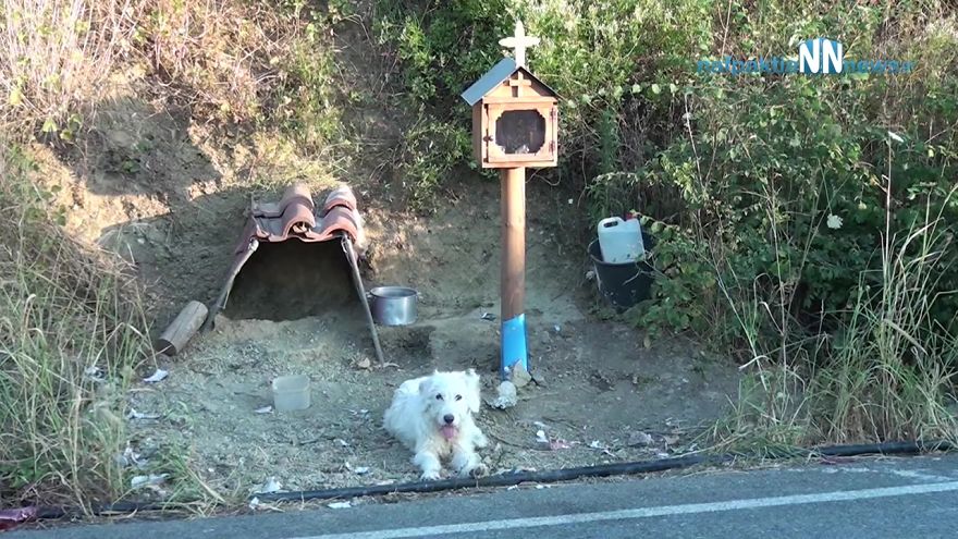 Loyal Dog Refuses To Leave His Owner’s Car Crash Site For 18 Months So Locals Built Him A Home Loyal Dog Refuses To Leave His Owner’s Car Crash Site For 18 Months So Locals Built Him A Home
