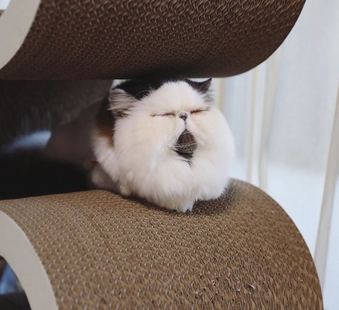 Meet Zuu - The Cat Who Embodies The Feeling When You Hear Your Alarm Clock Start Ringing Meet Zuu - The Cat Who Embodies The Feeling When You Hear Your Alarm Clock Start Ringing