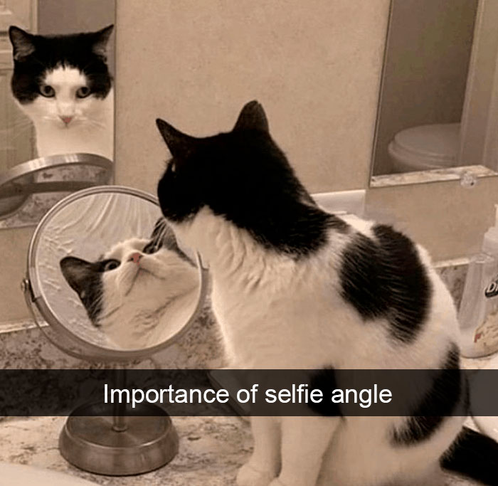 Cat-Snapchats
