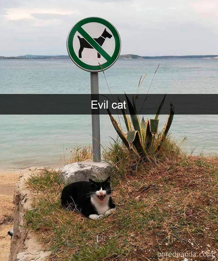 Cat-Snapchats