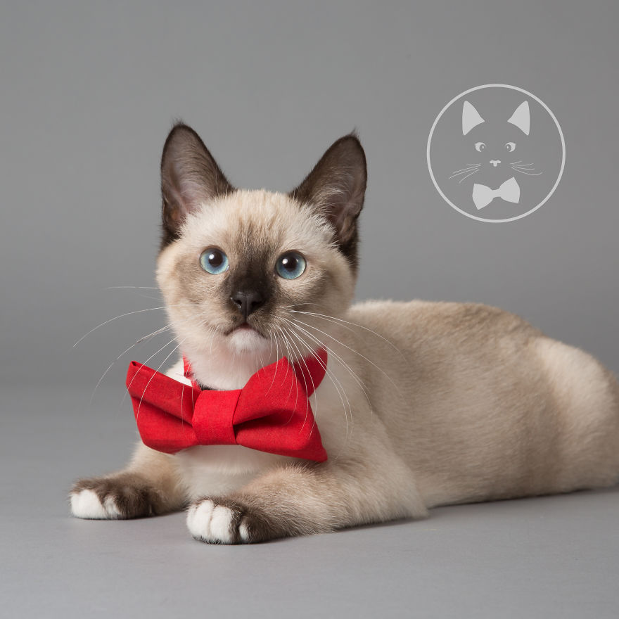 I Help Dapper Cats Find Love