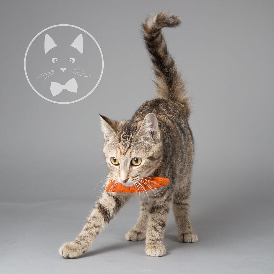 I Help Dapper Cats Find Love