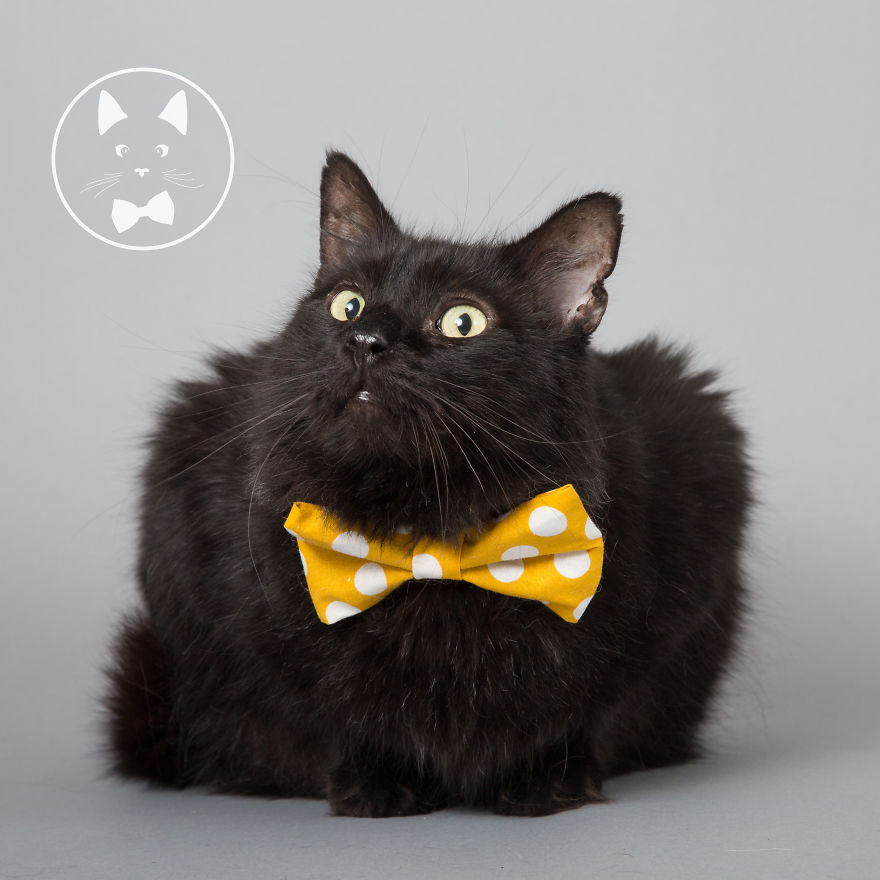 I Help Dapper Cats Find Love