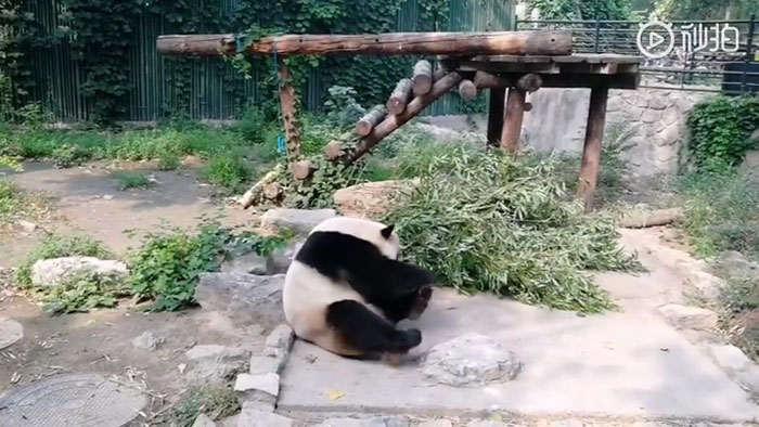 Tourists Throw Rocks At Panda Because They're Bored She's Sleeping Tourists Throw Rocks At Panda Because They're Bored She's Sleeping