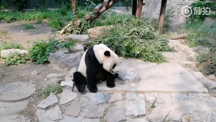 Tourists Throw Rocks At Panda Because They're Bored She's Sleeping Tourists Throw Rocks At Panda Because They're Bored She's Sleeping
