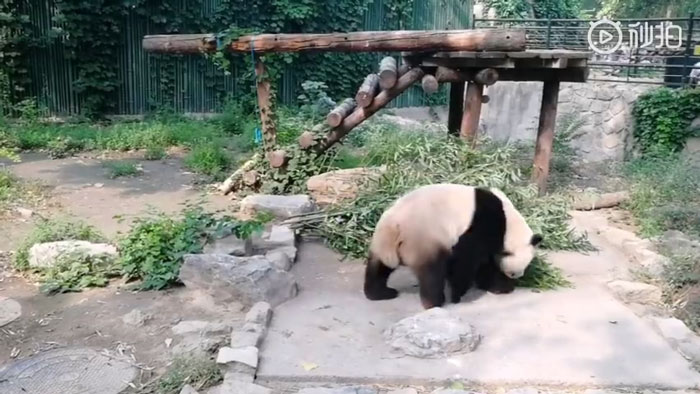 Tourists Throw Rocks At Panda Because They're Bored She's Sleeping Tourists Throw Rocks At Panda Because They're Bored She's Sleeping
