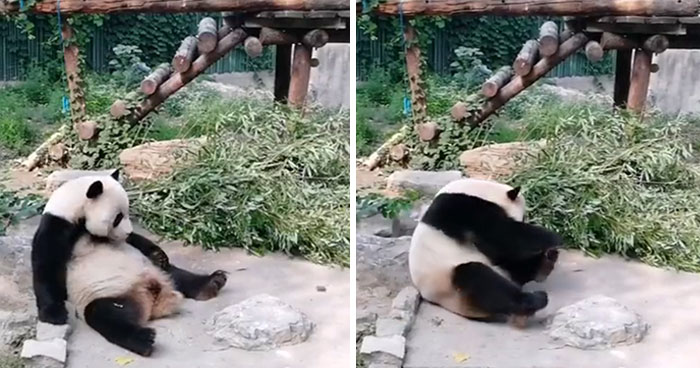 Unos turistas le tiraron piedras a un panda porque les aburría que estuviera durmiendo