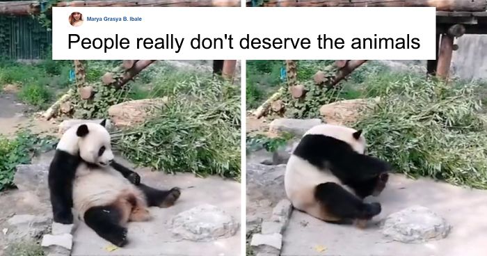 Tourists Throw Rocks At Panda Because They’re Bored She’s Sleeping