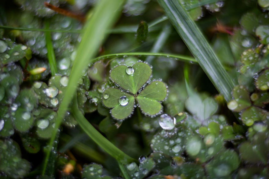 I Create Photography With What I Find In My Yard.