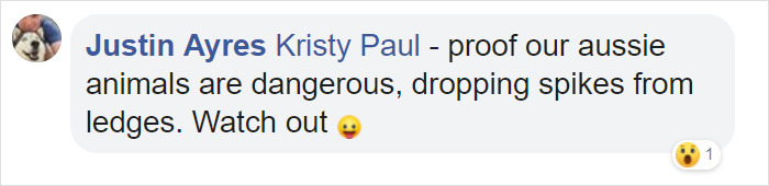 Angry Cockatoo Tears Down Anti-Bird Spikes And Throws Them To The Ground