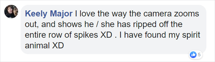 Angry Cockatoo Tears Down Anti-Bird Spikes And Throws Them To The Ground