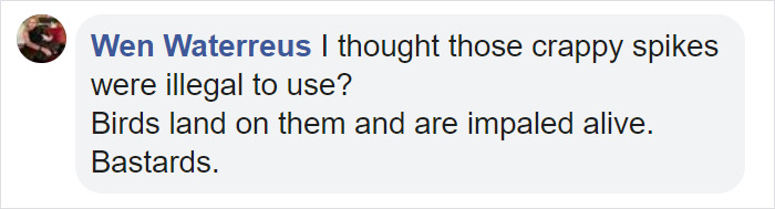 Angry Cockatoo Tears Down Anti-Bird Spikes And Throws Them To The Ground