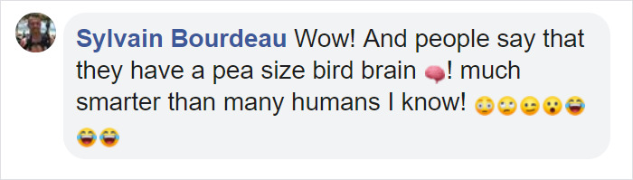 Angry Cockatoo Tears Down Anti-Bird Spikes And Throws Them To The Ground