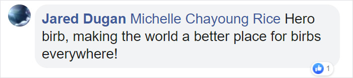 Angry Cockatoo Tears Down Anti-Bird Spikes And Throws Them To The Ground