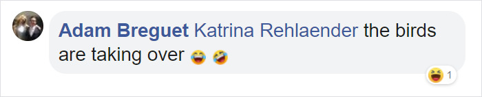 Angry Cockatoo Tears Down Anti-Bird Spikes And Throws Them To The Ground