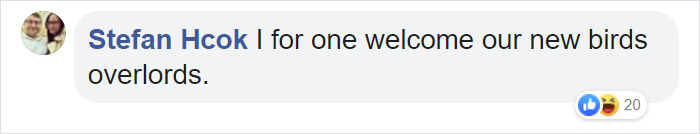 Angry Cockatoo Tears Down Anti-Bird Spikes And Throws Them To The Ground