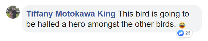 Angry Cockatoo Tears Down Anti-Bird Spikes And Throws Them To The Ground