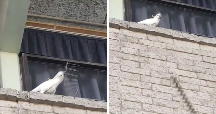 Esta cacatúa enfadada arrancó unos pinchos anti-pájaros y los tiró al suelo