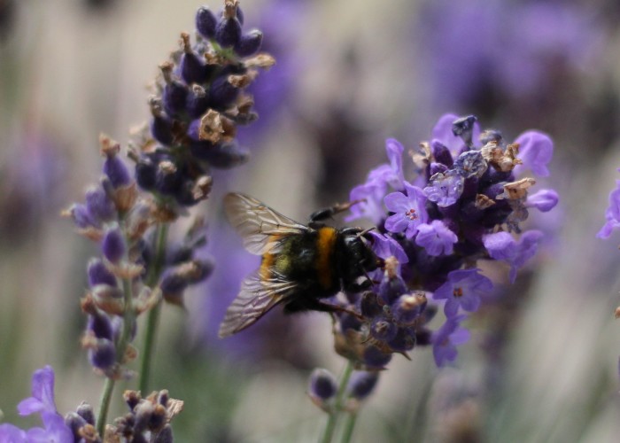 I Planted Flowering Plants To Help Pollinators, And They Gave Me Something To Practice Photography On