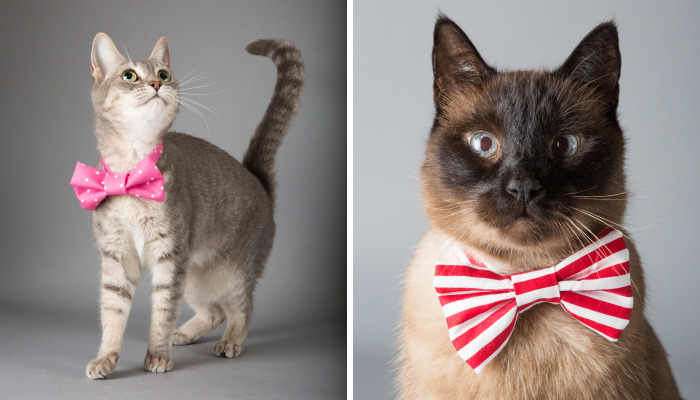 I Help Dapper Cats Find Love