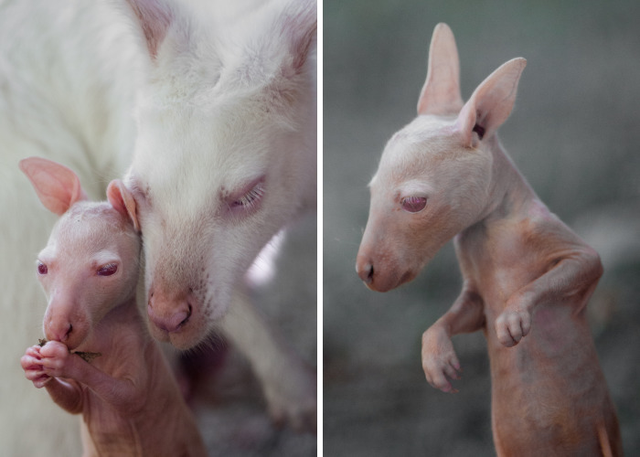 Here Is A Chance For Anyone Who Hasn’t Seen A Baby White Kangaroo