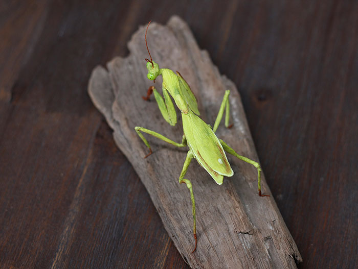 I Am A Paper Artist And I Make Realistic Animals And Insects From Paper (24 Pics)