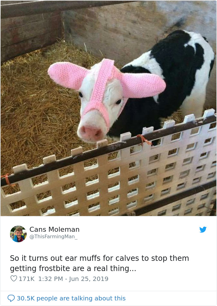 Turns Out, Farmers Are Protecting Their Calves From Frostbite With Earmuffs, And It’s Too Cute Turns Out, Farmers Are Protecting Their Calves From Frostbite With Earmuffs, And It’s Too Cute
