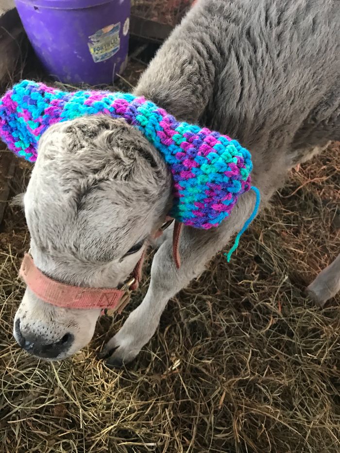 Turns Out, Farmers Are Protecting Their Calves From Frostbite With Earmuffs, And It’s Too Cute Turns Out, Farmers Are Protecting Their Calves From Frostbite With Earmuffs, And It’s Too Cute
