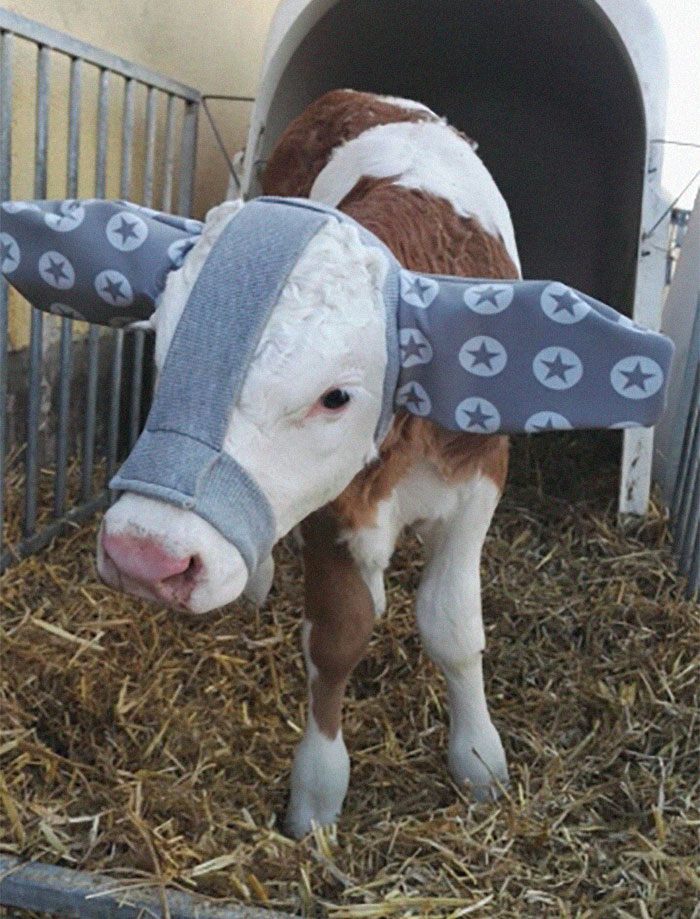 Turns Out, Farmers Are Protecting Their Calves From Frostbite With Earmuffs, And It’s Too Cute Turns Out, Farmers Are Protecting Their Calves From Frostbite With Earmuffs, And It’s Too Cute
