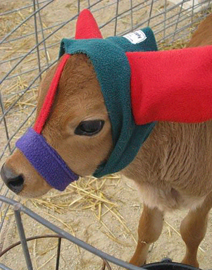 Turns Out, Farmers Are Protecting Their Calves From Frostbite With Earmuffs, And It’s Too Cute Turns Out, Farmers Are Protecting Their Calves From Frostbite With Earmuffs, And It’s Too Cute