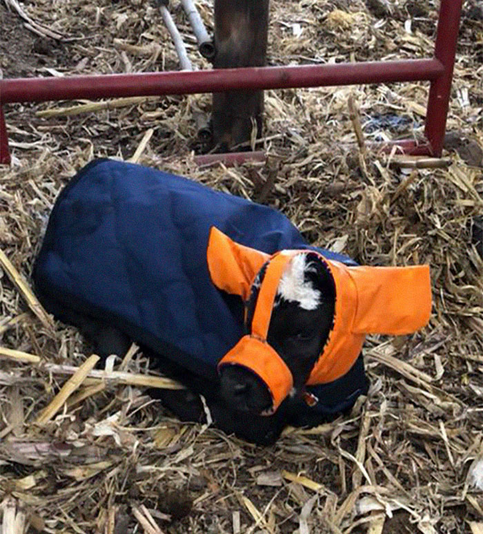 Turns Out, Farmers Are Protecting Their Calves From Frostbite With Earmuffs, And It’s Too Cute Turns Out, Farmers Are Protecting Their Calves From Frostbite With Earmuffs, And It’s Too Cute