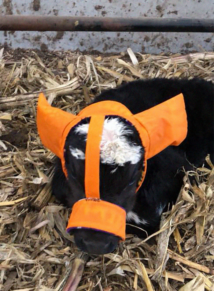 Turns Out, Farmers Are Protecting Their Calves From Frostbite With Earmuffs, And It’s Too Cute Turns Out, Farmers Are Protecting Their Calves From Frostbite With Earmuffs, And It’s Too Cute