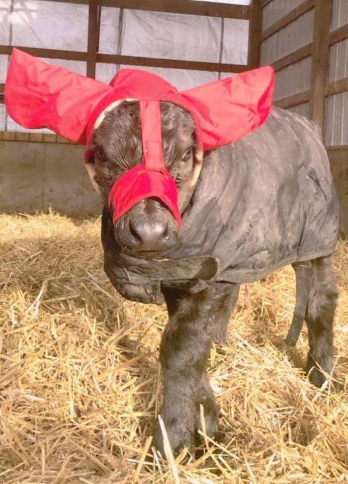 Turns Out, Farmers Are Protecting Their Calves From Frostbite With Earmuffs, And It’s Too Cute Turns Out, Farmers Are Protecting Their Calves From Frostbite With Earmuffs, And It’s Too Cute
