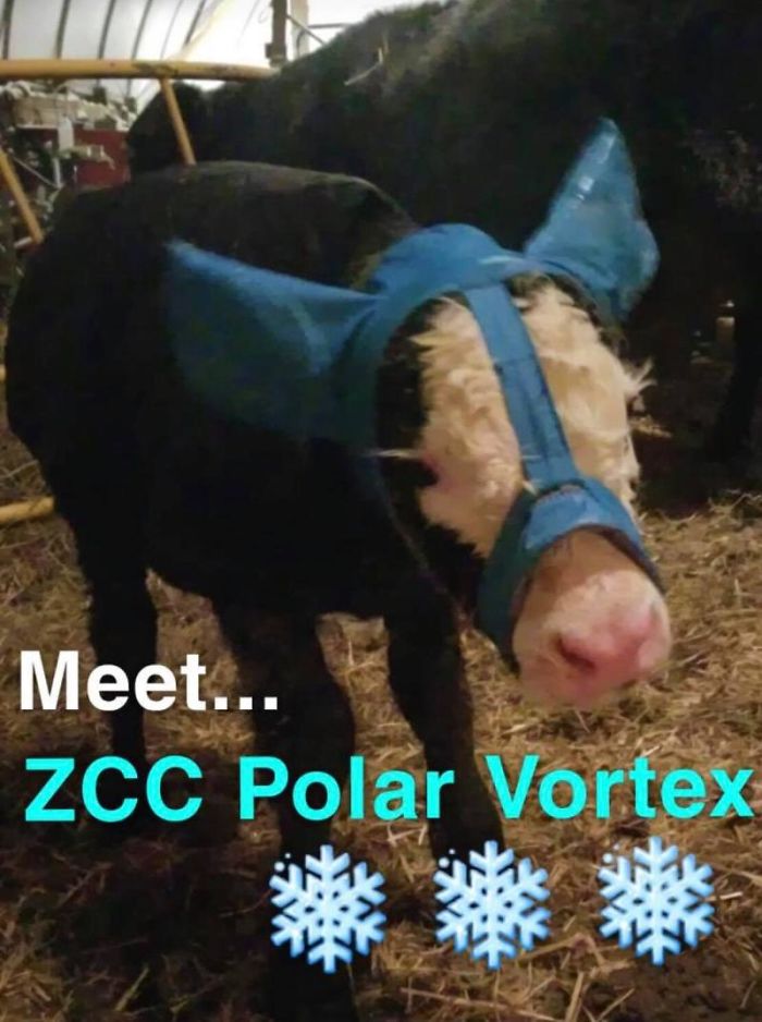 Turns Out, Farmers Are Protecting Their Calves From Frostbite With Earmuffs, And It’s Too Cute Turns Out, Farmers Are Protecting Their Calves From Frostbite With Earmuffs, And It’s Too Cute