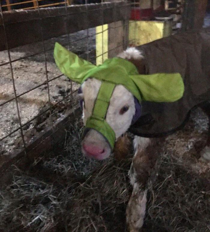 Turns Out, Farmers Are Protecting Their Calves From Frostbite With Earmuffs, And It’s Too Cute Turns Out, Farmers Are Protecting Their Calves From Frostbite With Earmuffs, And It’s Too Cute
